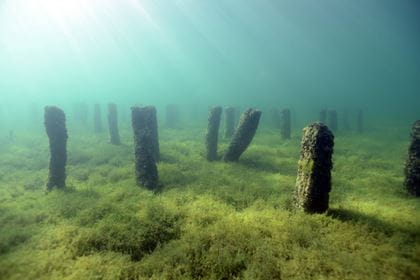 Viele kurze Pfähle ragen aus dem hellgrünen Seegras auf dem Grund des Neuenburgersees. Das Wasser ist türkis und von oben links scheint die Sonne herein.