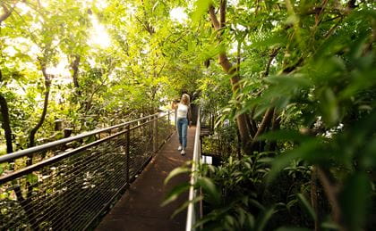 Jungle Trek im Papiliorama